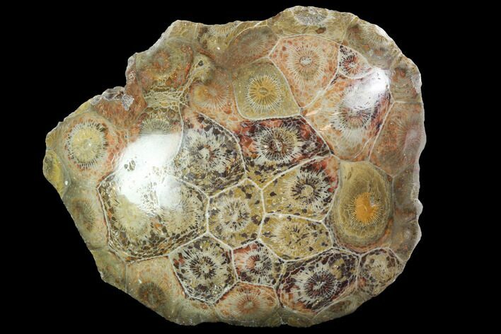 Polished Fossil Coral (Actinocyathus) - Morocco #100671